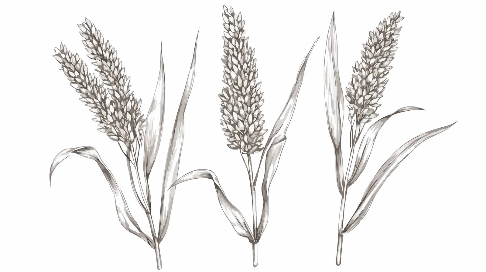 Antique Siberian Millet Botanical Sketch — free download from Dotvec
