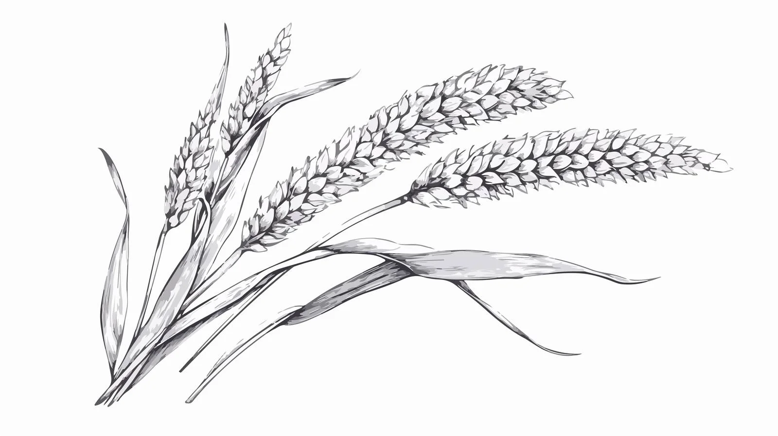 Antique Botanical Illustration of Siberian Millet — free download from Dotvec
