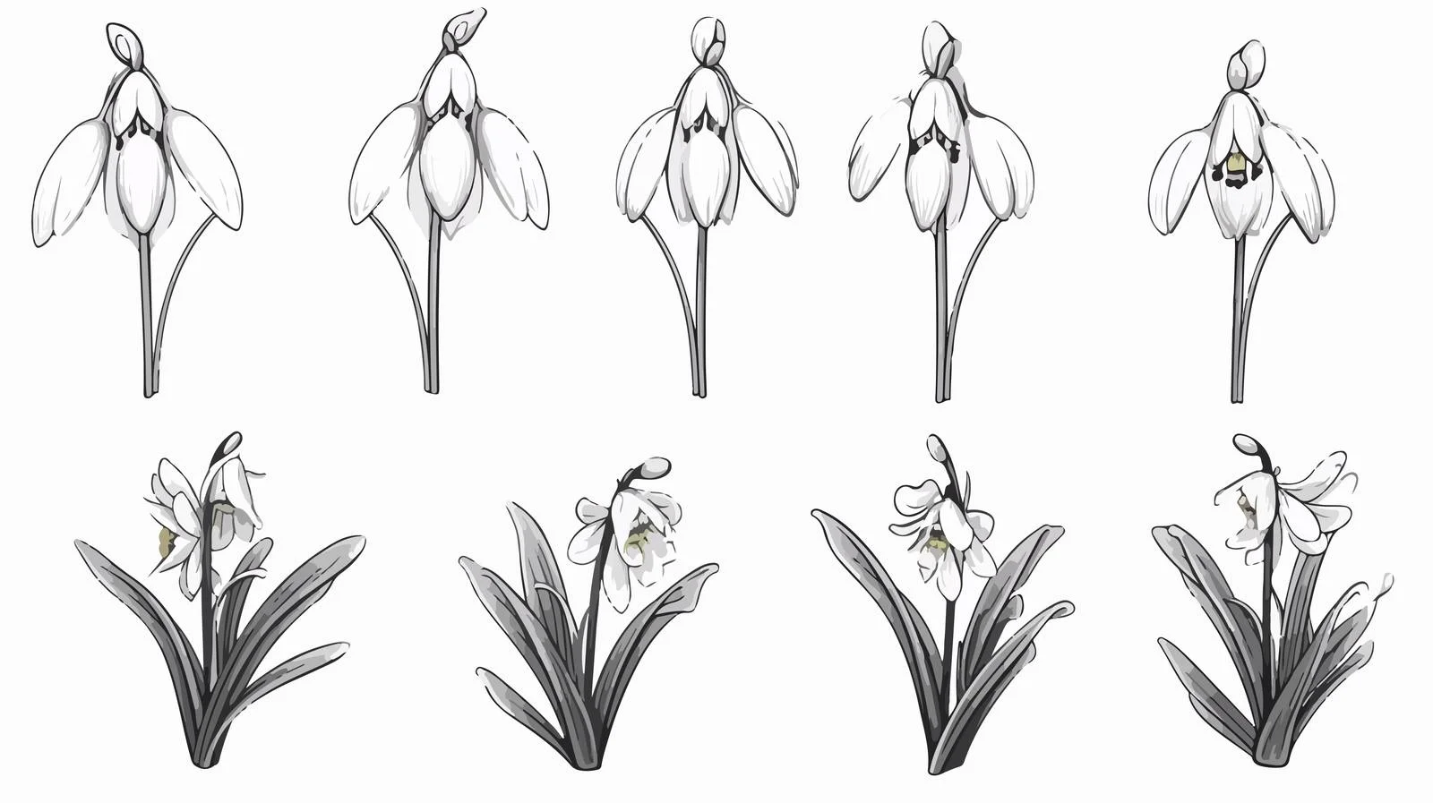 Snowdrop Flower Isolated Sketch Graphic — free download from Dotvec
