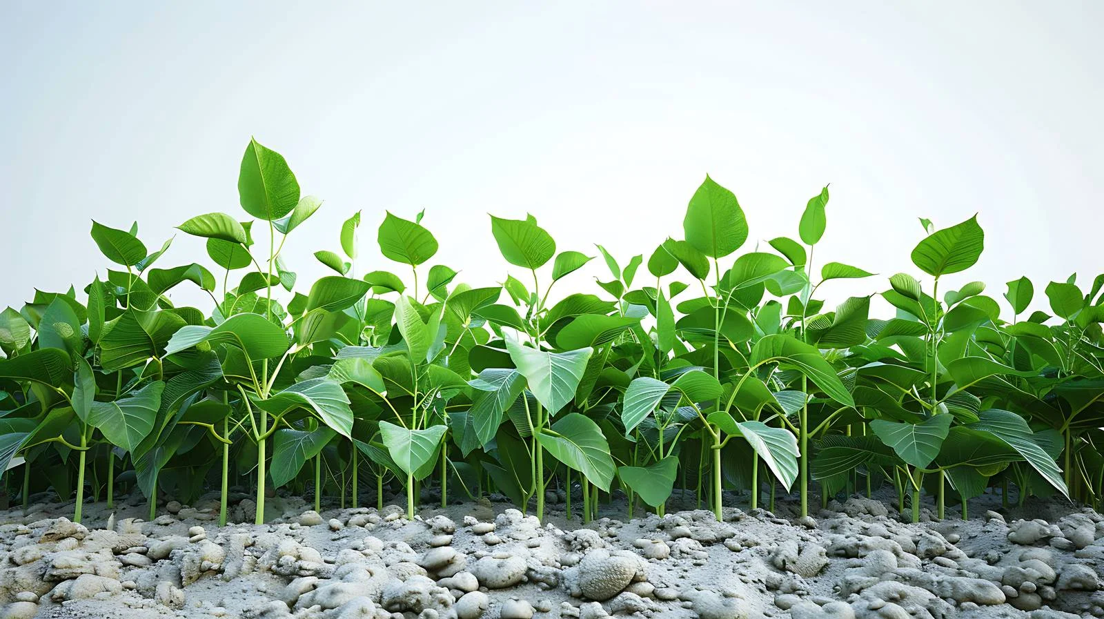 Thriving Soybean Field with Advanced Irrigation — free download from Dotvec