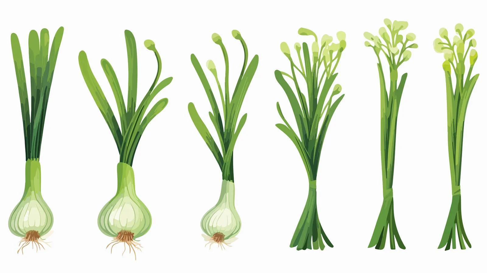 Spring Onions Cooking Ingredients Vector — free download from Dotvec