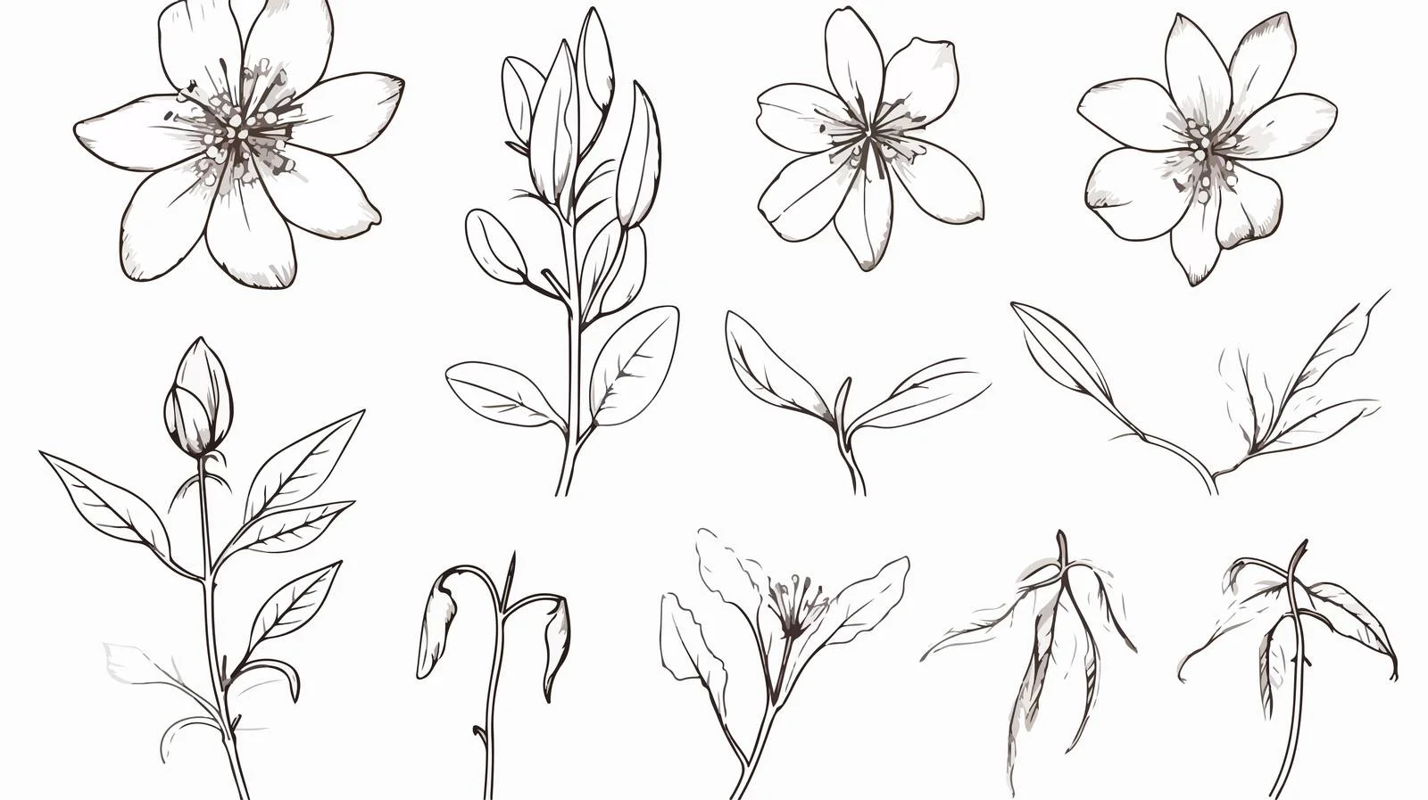 St. John's Wort Botanical Illustration — free download from Dotvec