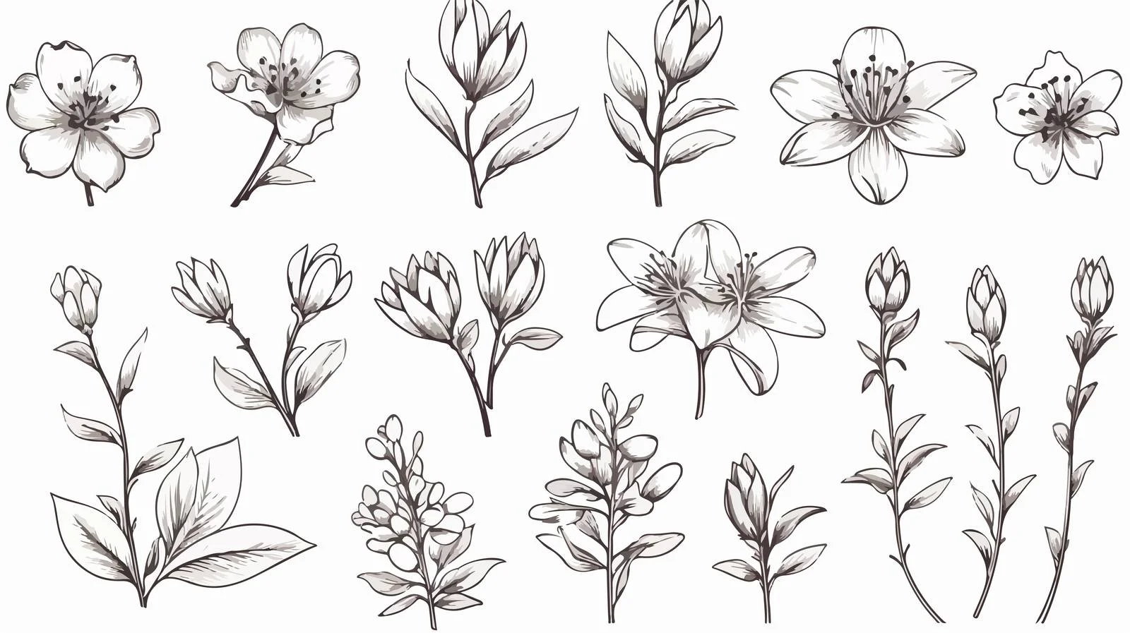 Isolated St. John's Wort Botanical Illustration — free download from Dotvec