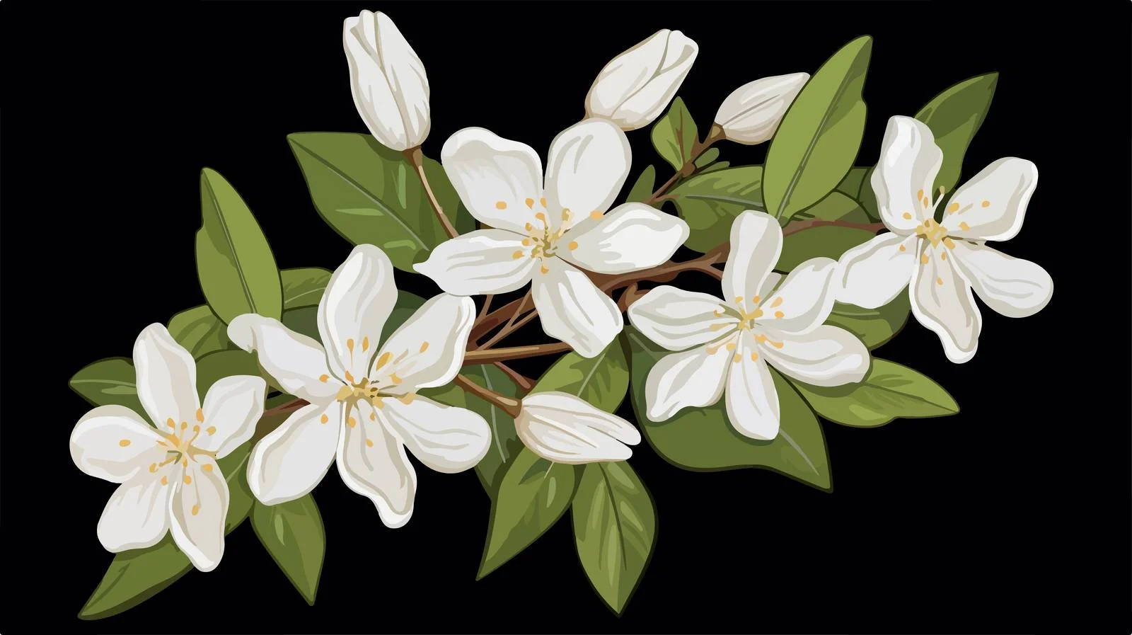 Elegant Star-shaped Jasmine Bloom on White — free download from Dotvec