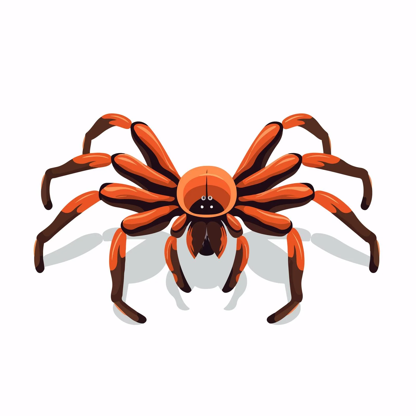 Domestic Tarantula on White Background — free download from Dotvec