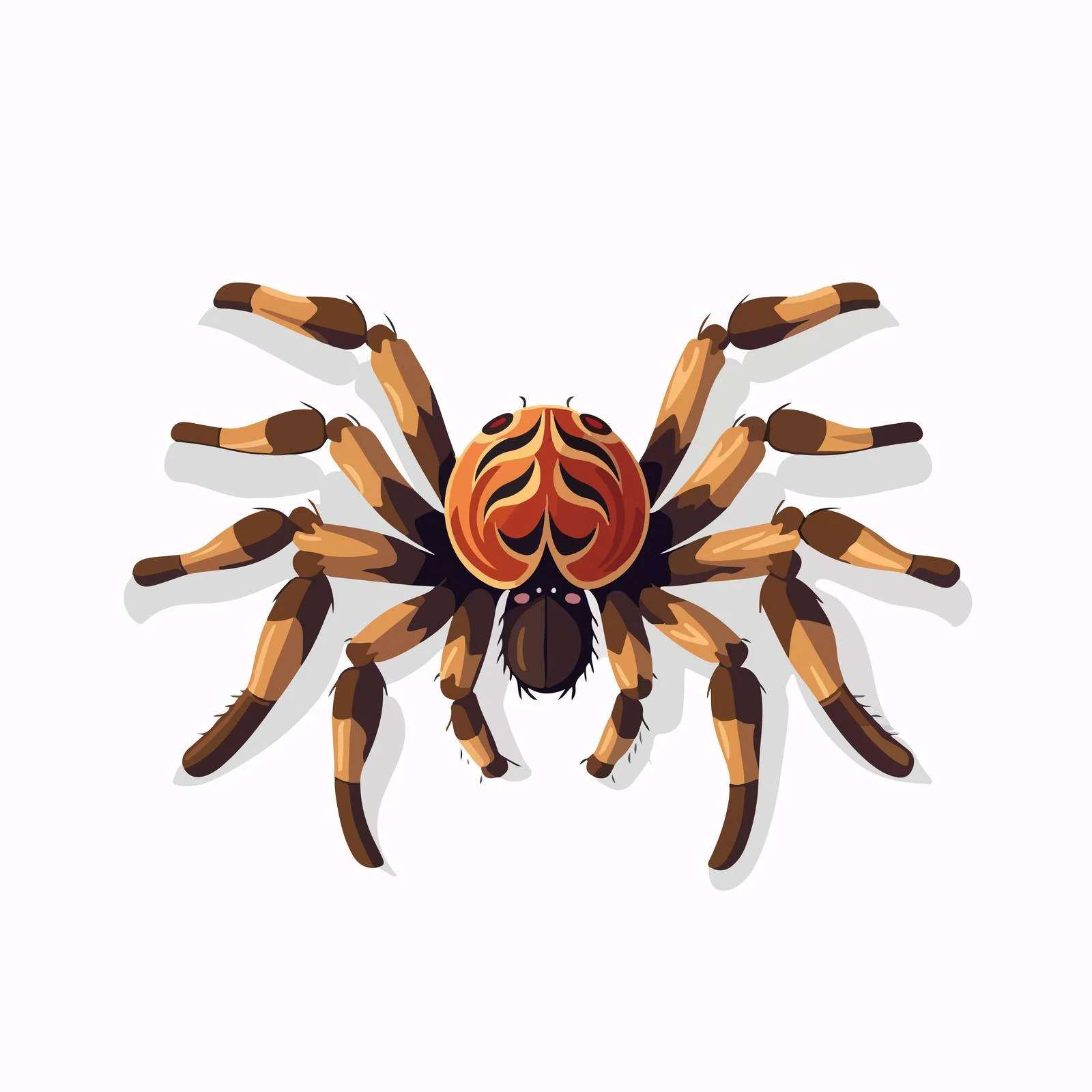 Tarantula on White Background, Captive Arachnid — free download from Dotvec