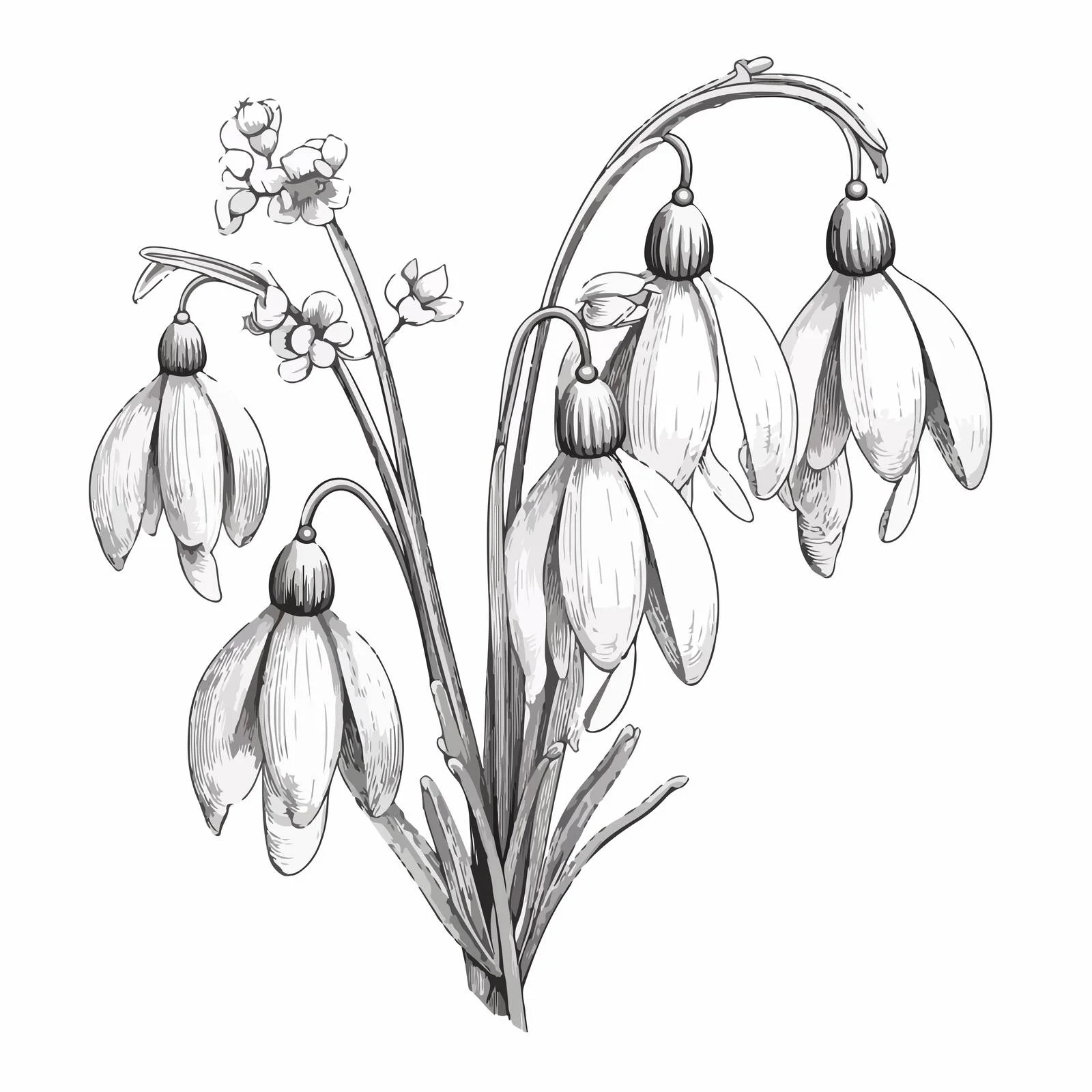 Delicate Snowdrop Flowers on White Background — free download from Dotvec
