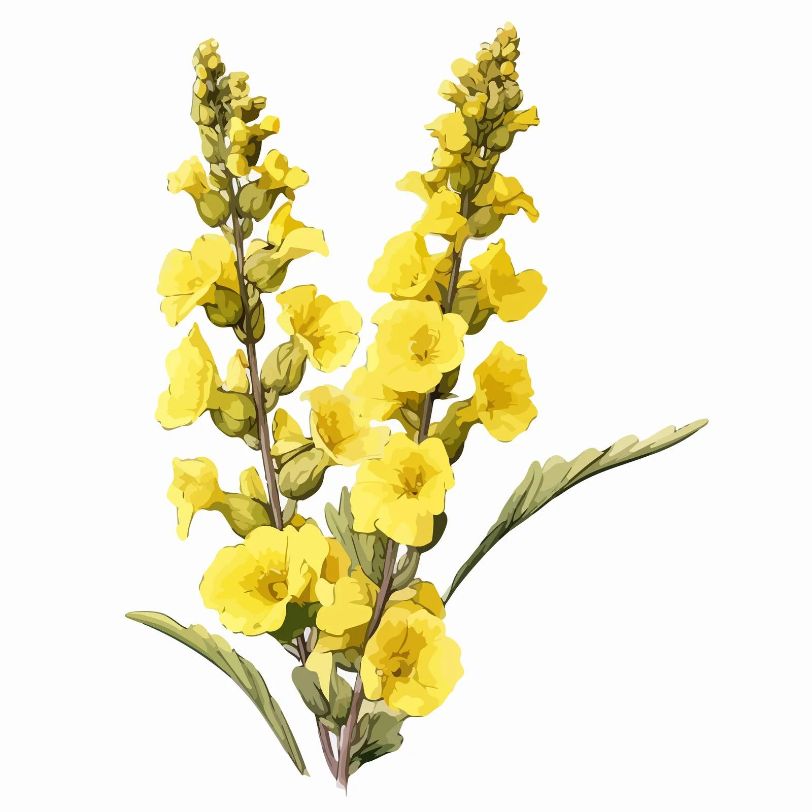 Elegant Verbascum Flowers on White Background — free download from Dotvec