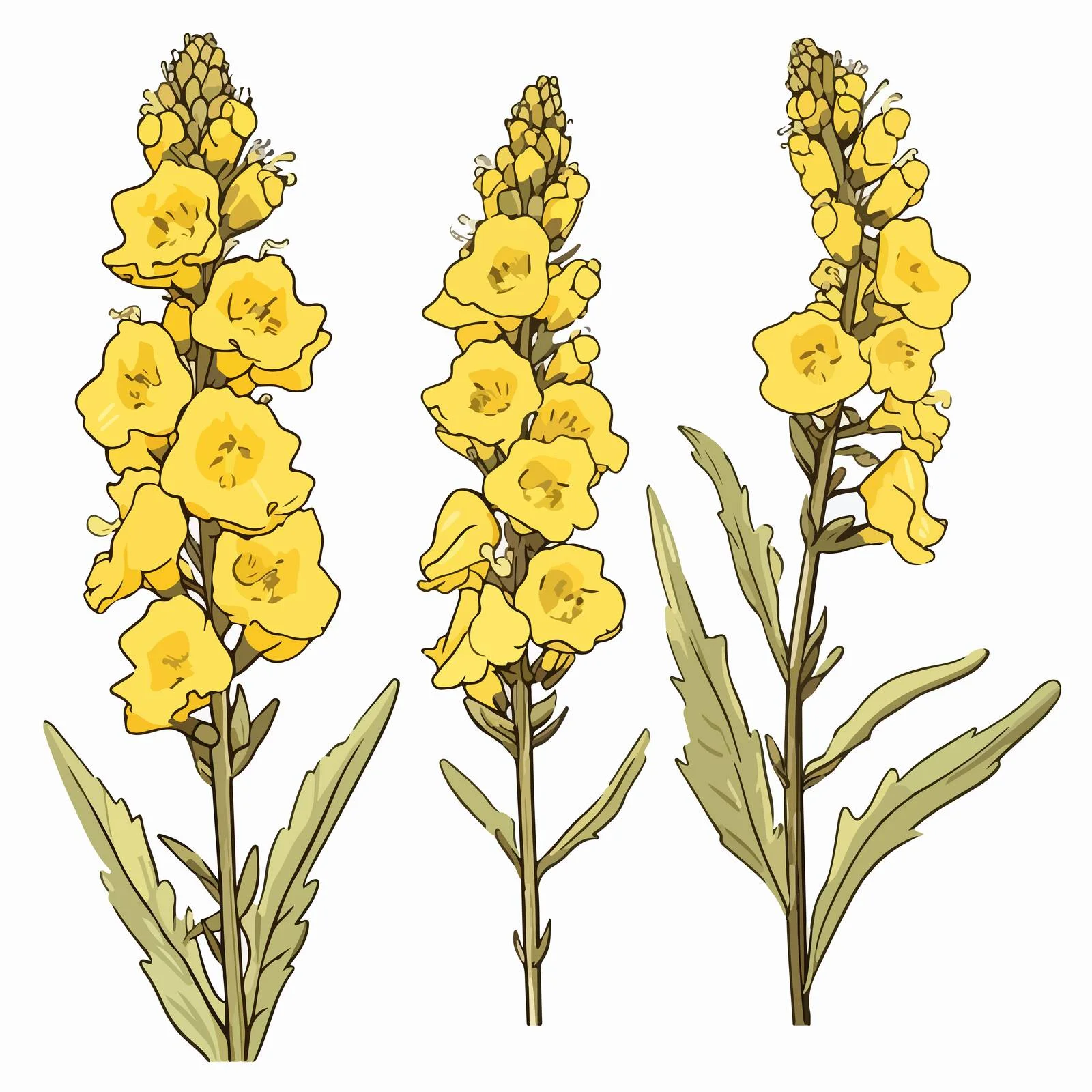 Delicate Verbascum Flowers on White Background – free verbascum image from Dotvec