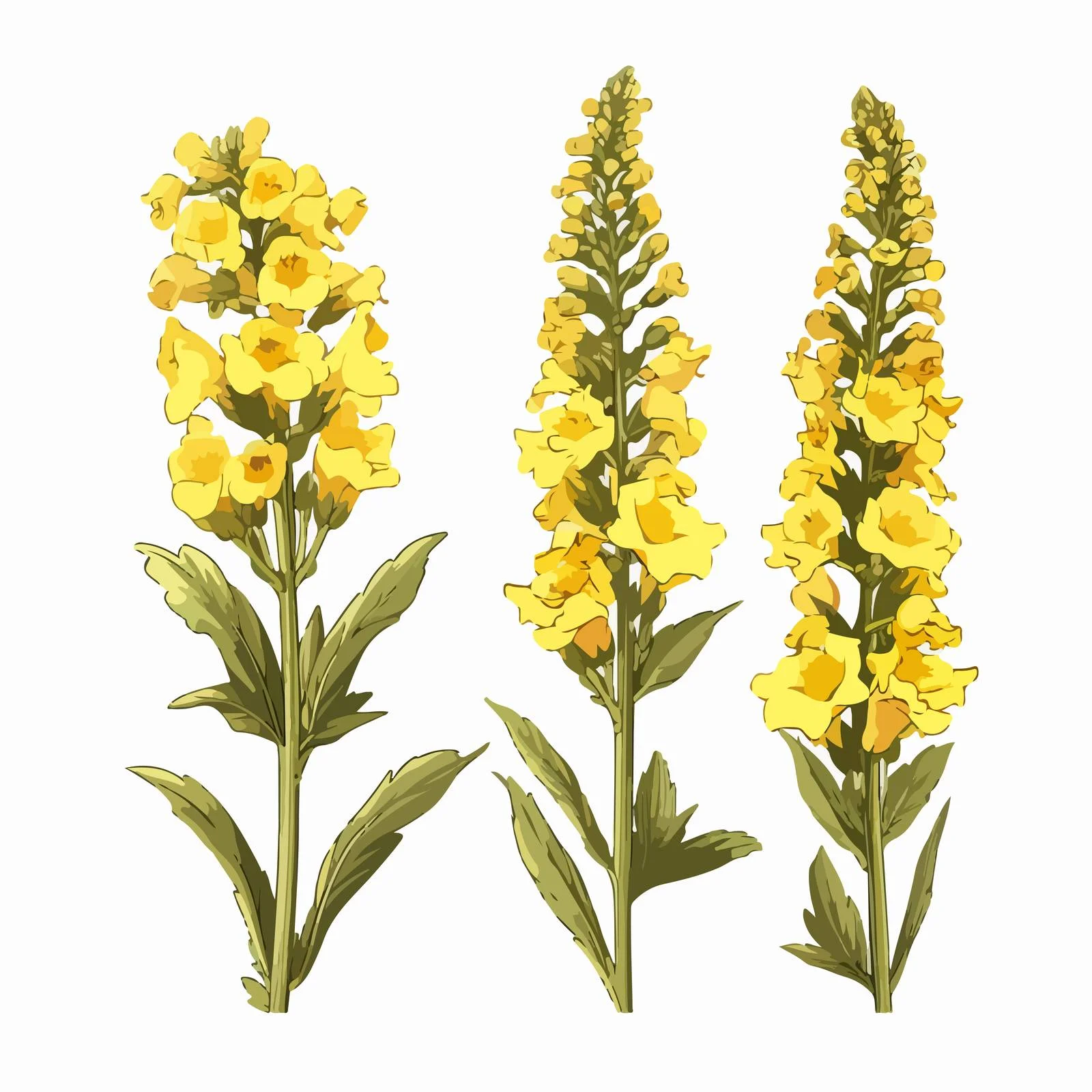 Delicate Verbascum Flowers on White Background — free download from Dotvec