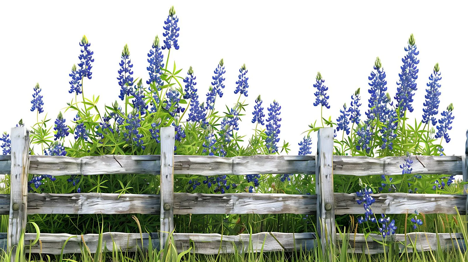 Vibrant Texas Bluebonnets and Rustic Ranch Fence — free download from Dotvec