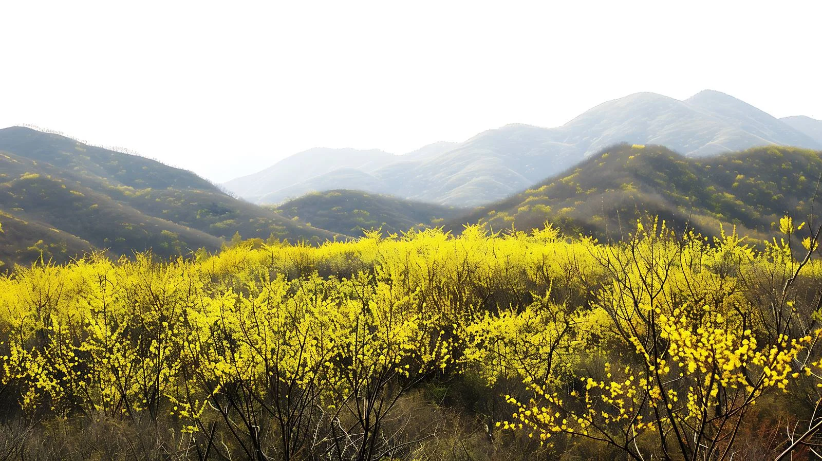 Vibrant Forsythia Blooms in Mountainous Landscape — free download from Dotvec