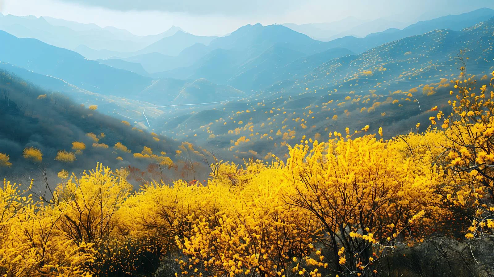 Vibrant Forsythia Blooms in Mountainous Setting — free download from Dotvec