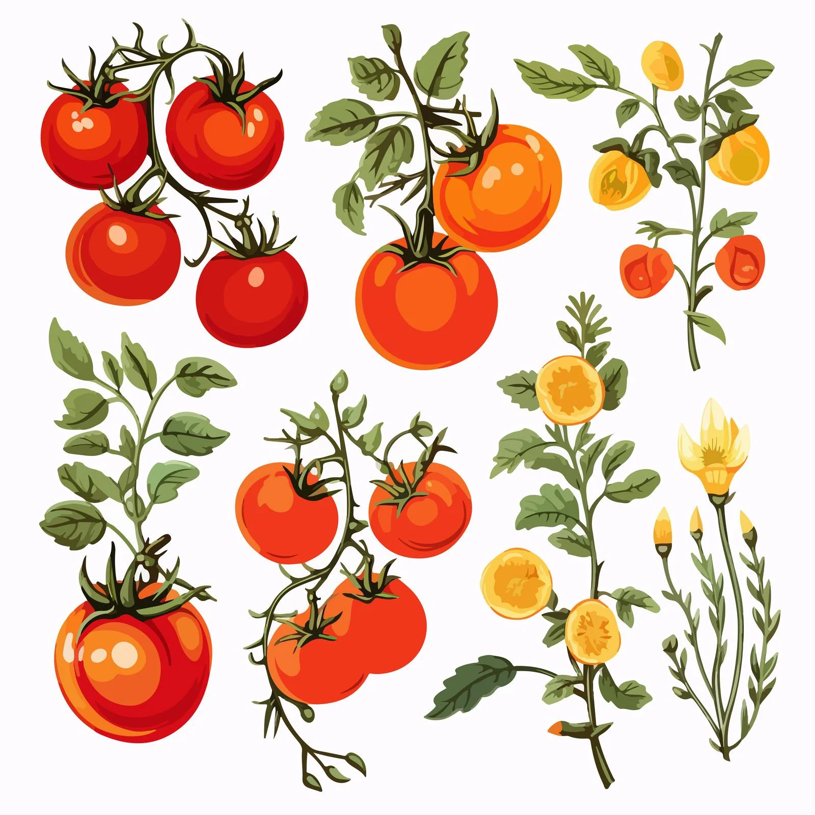 Hand-Drawn Tomato Varieties with Flowers Branch — free download from Dotvec