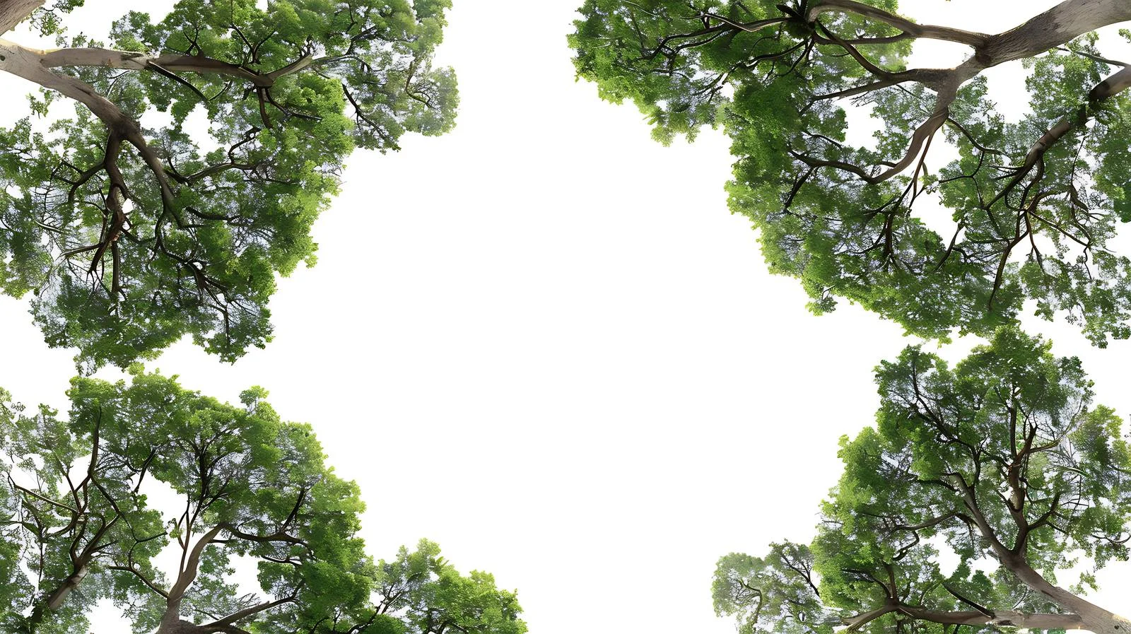 Elegant Tree Canopies on White Background — free download from Dotvec