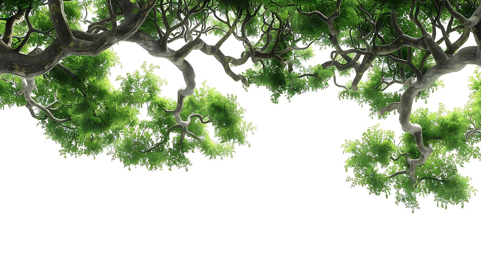 Elegant Tree Canopies on White Background — free download from Dotvec
