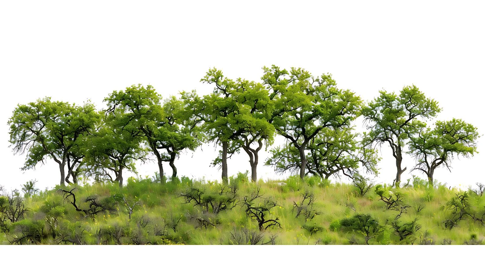 Springtime Trees on Texas Hillside Landscape — free download from Dotvec