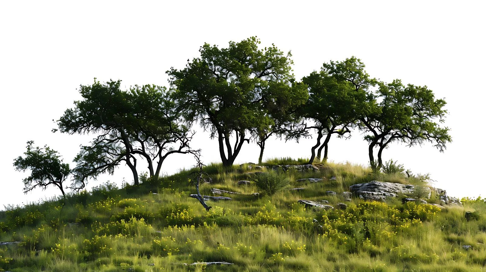 Vibrant Spring Foliage on Texas Hillside — free download from Dotvec