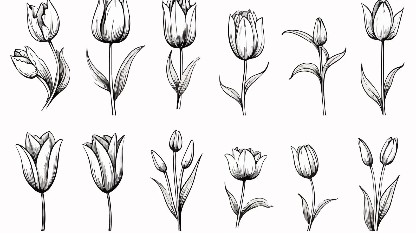 Hand-Drawn Tulip Sketch Illustration — free download from Dotvec