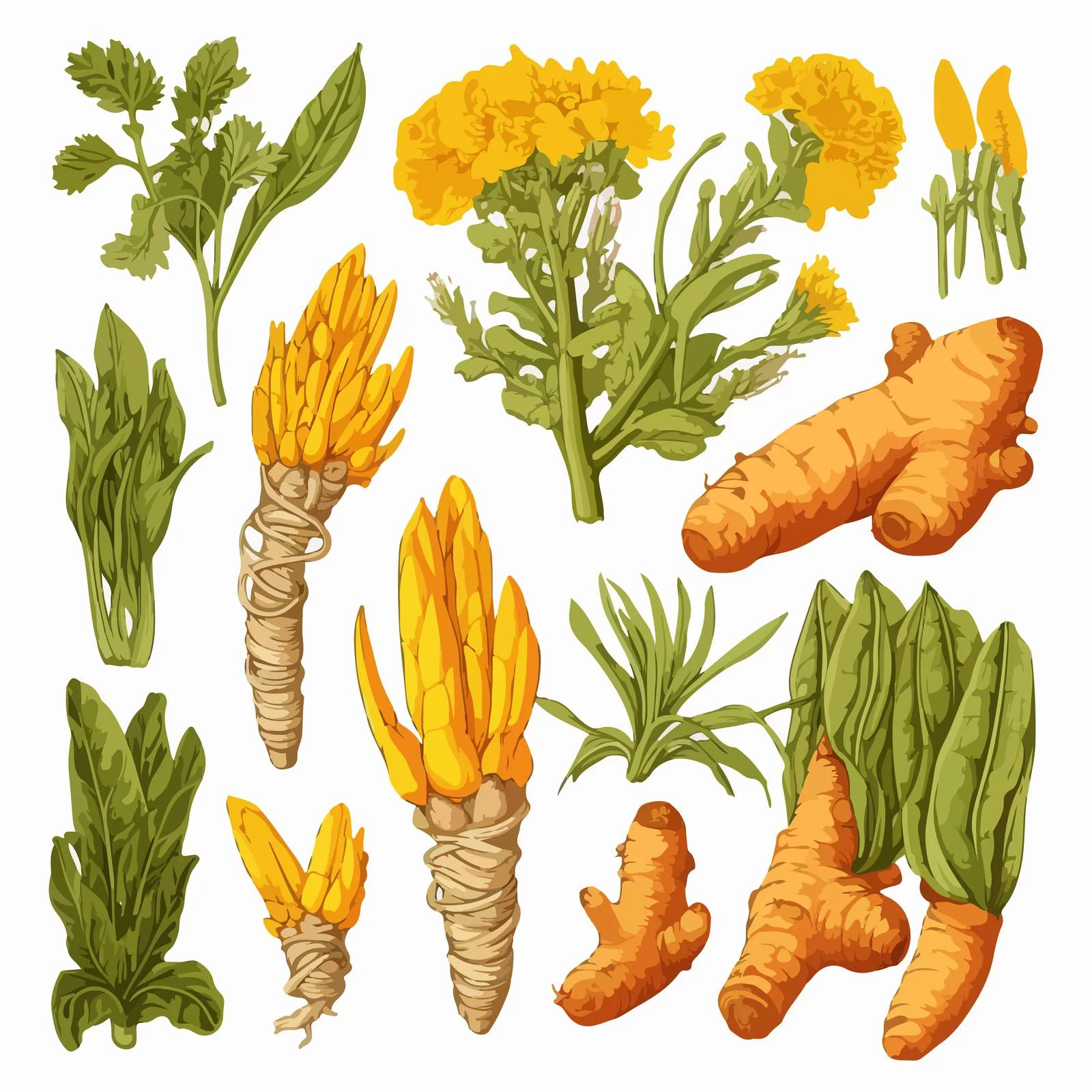 Turmeric Botanical Drawing with Clipping Path — free download from Dotvec
