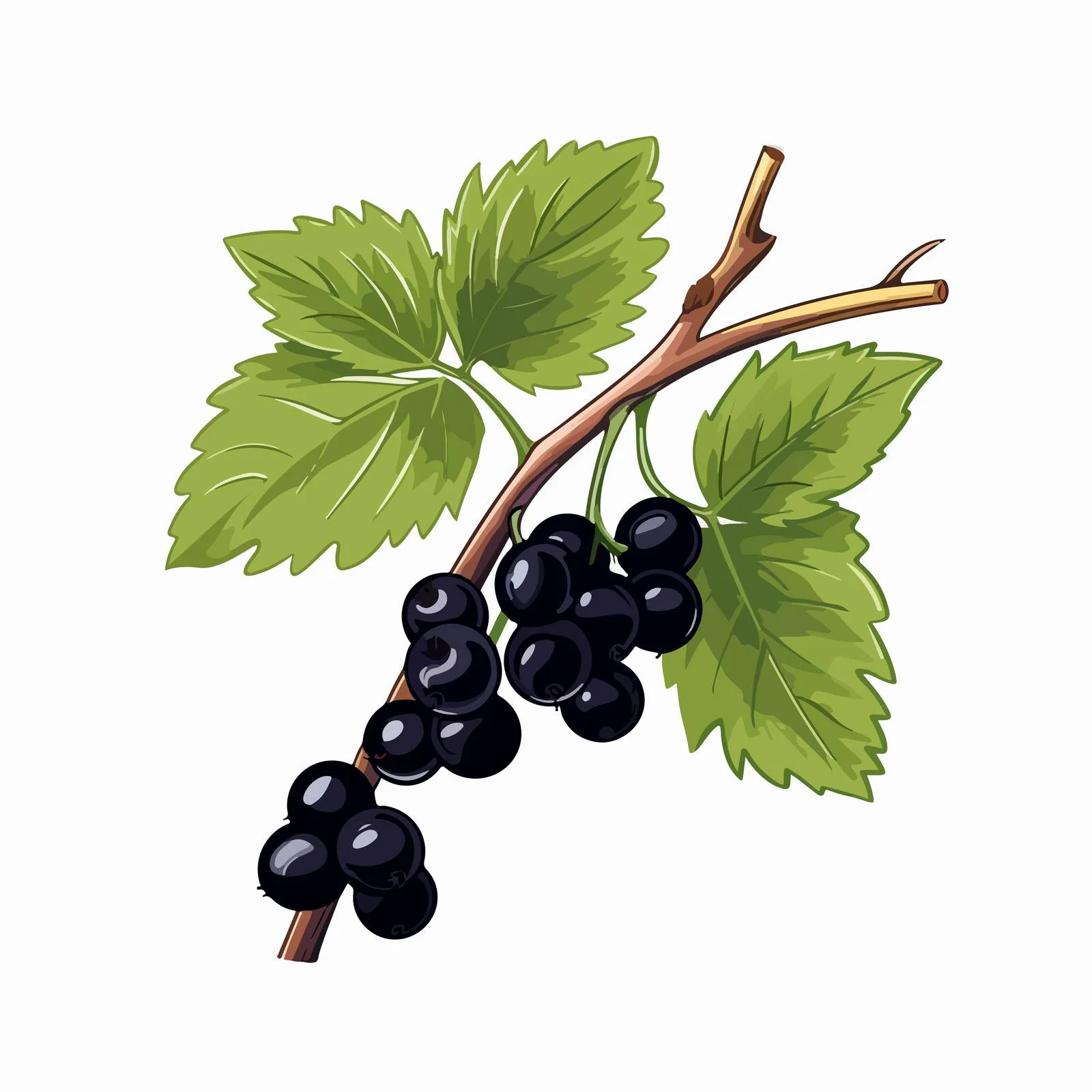 Botanical Black Currant Twig Vector Design — free download from Dotvec