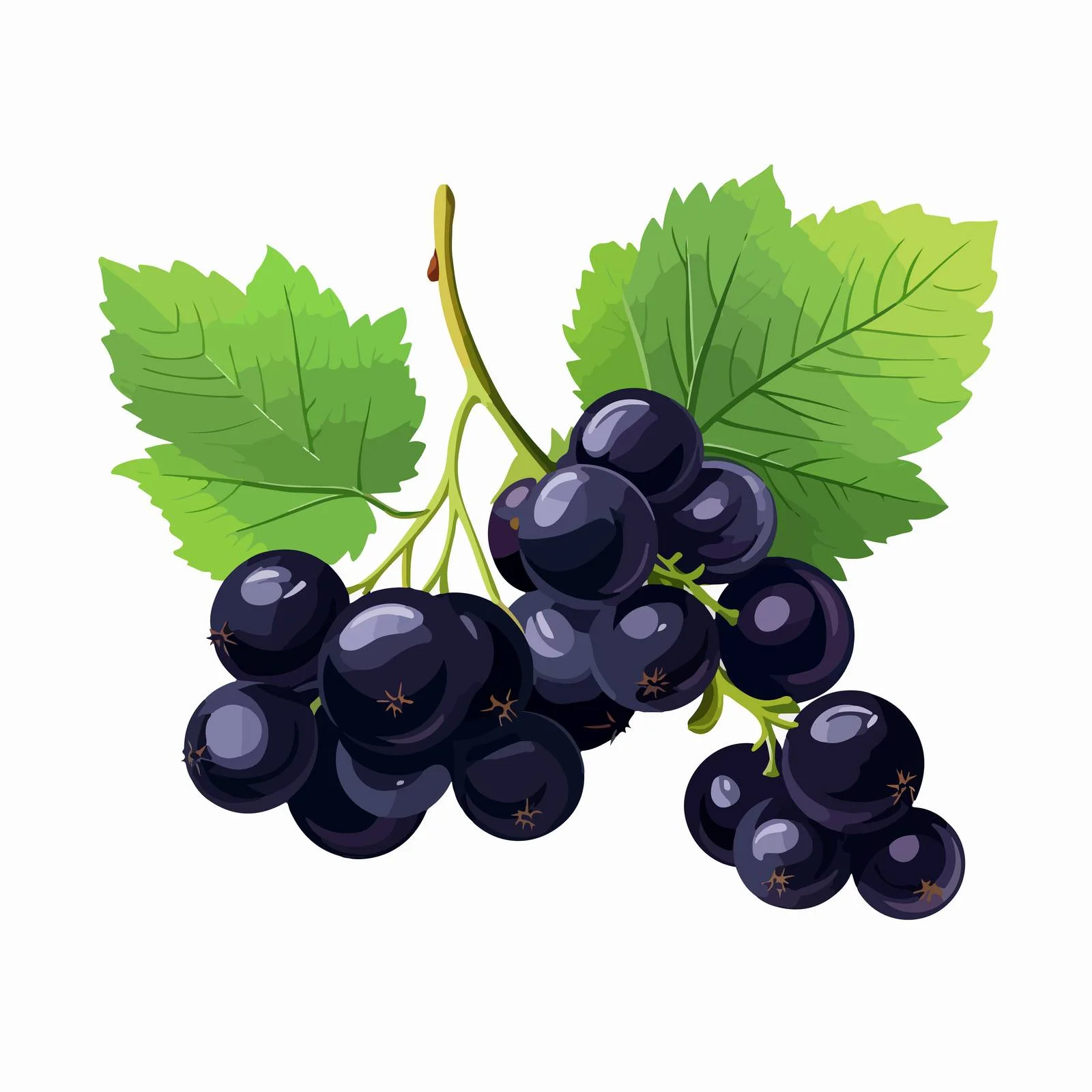 Black Currant Twig with Vibrant Green Foliage — free download from Dotvec