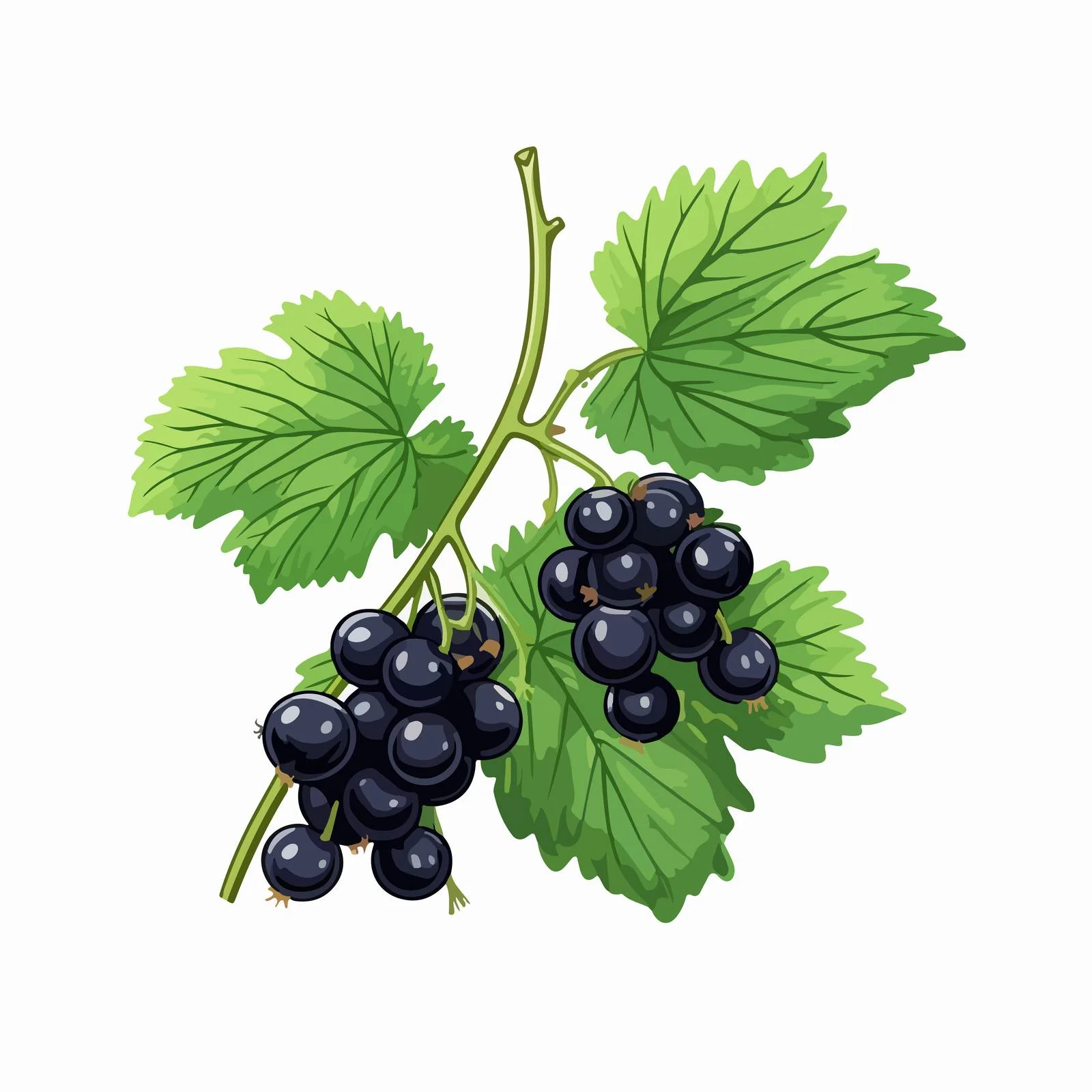 Black Currant Twig with Fresh Green Leaves — free download from Dotvec