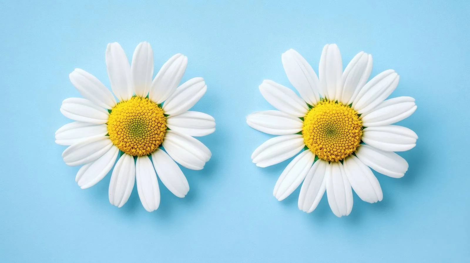 Vivid Daisy Pair Blue Background Brightens — free download from Dotvec