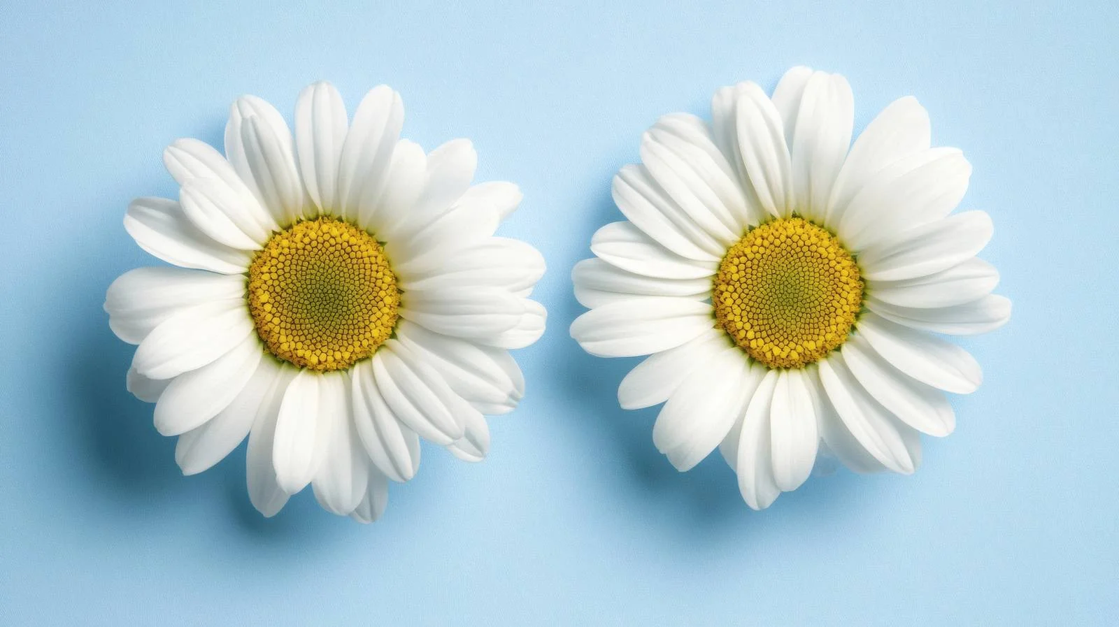 Delicate Daisy Blossoms on Blue Background — free download from Dotvec