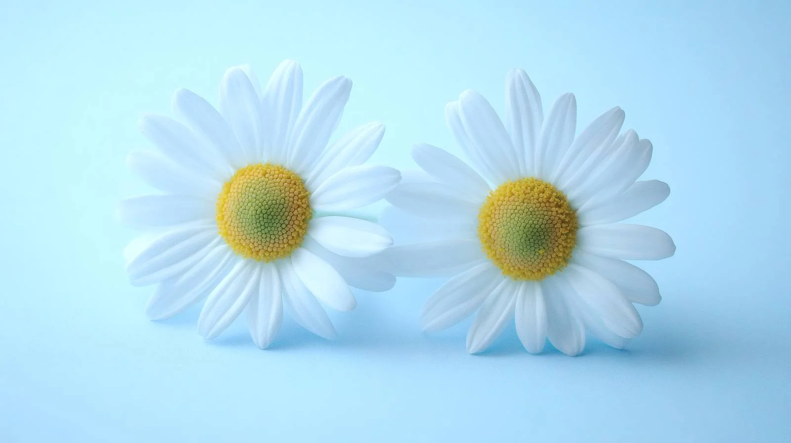 Vibrant Daisy Blooms on Blue Background — free download from Dotvec