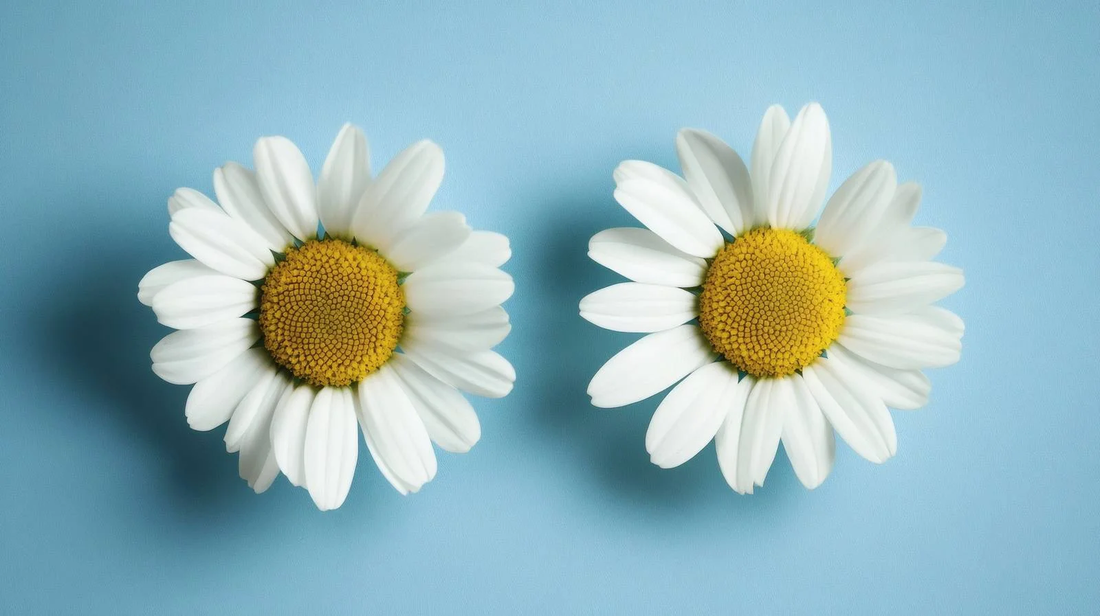 Daisy Duo on Blue with White Isolation — free download from Dotvec