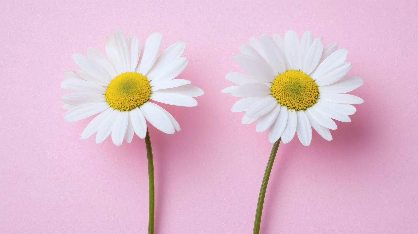 Vibrant Daisy Blooms on Pink Surface — free download from Dotvec