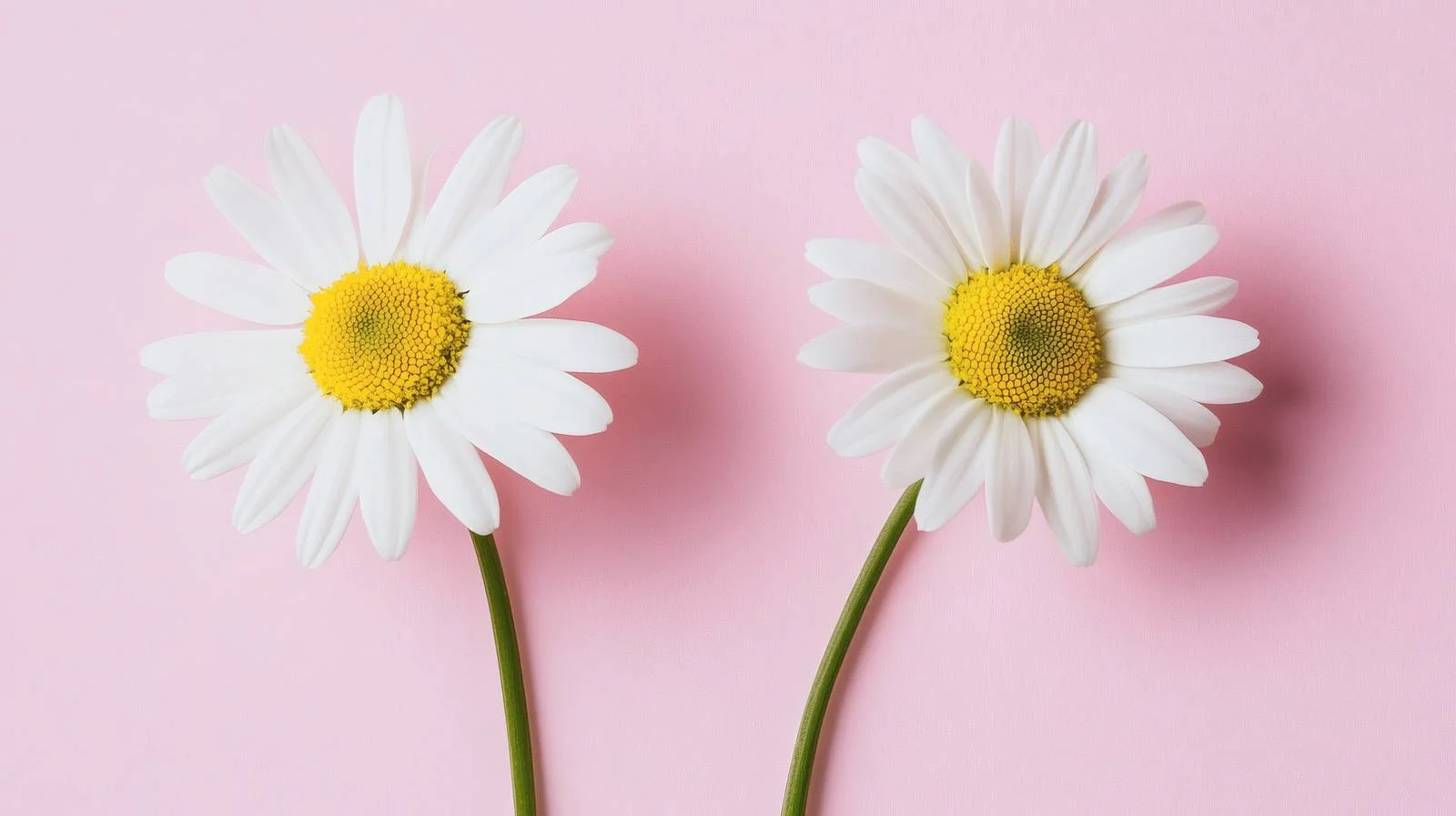 Vibrant daisy duo on soft pink backdrop — free download from Dotvec
