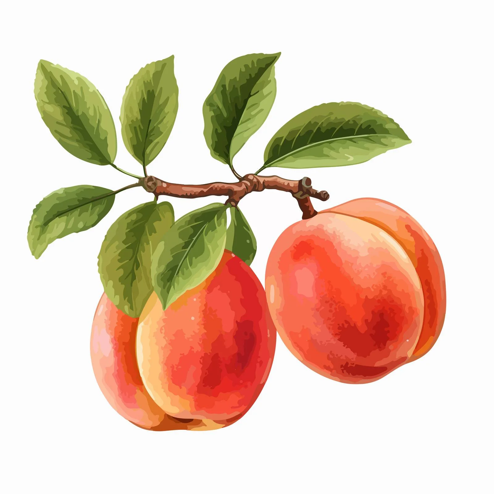 Lush Peaches on Fruit Tree Branch — free download from Dotvec
