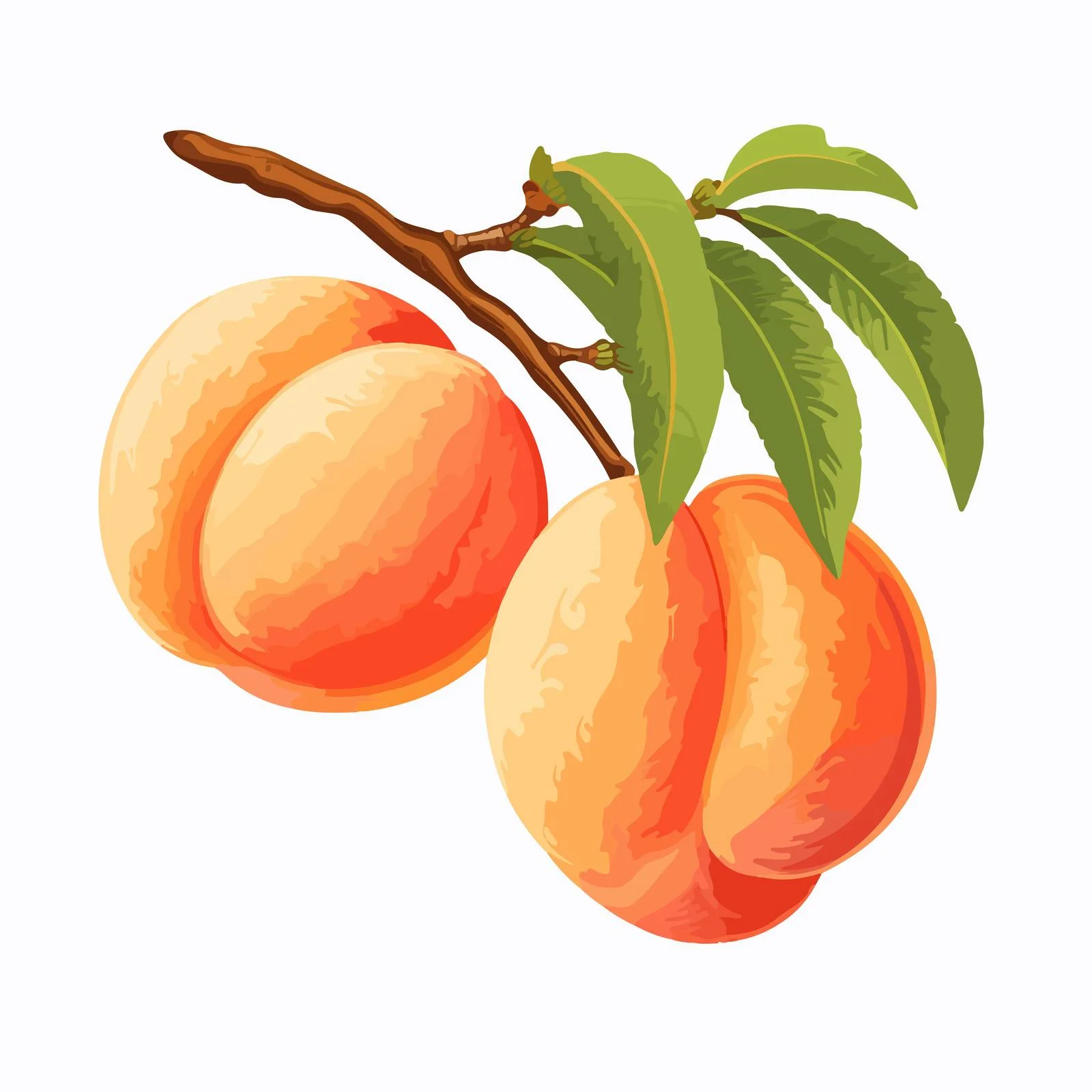 Ripening peaches on lush branch — free download from Dotvec