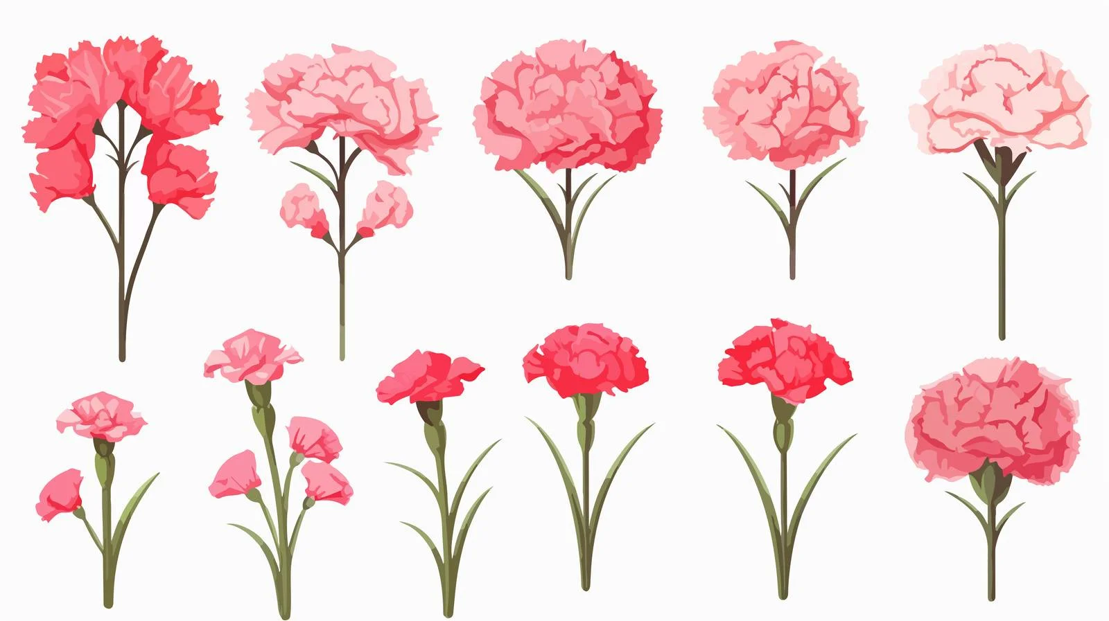 Carnation Flower Vector Collection Set — free download from Dotvec