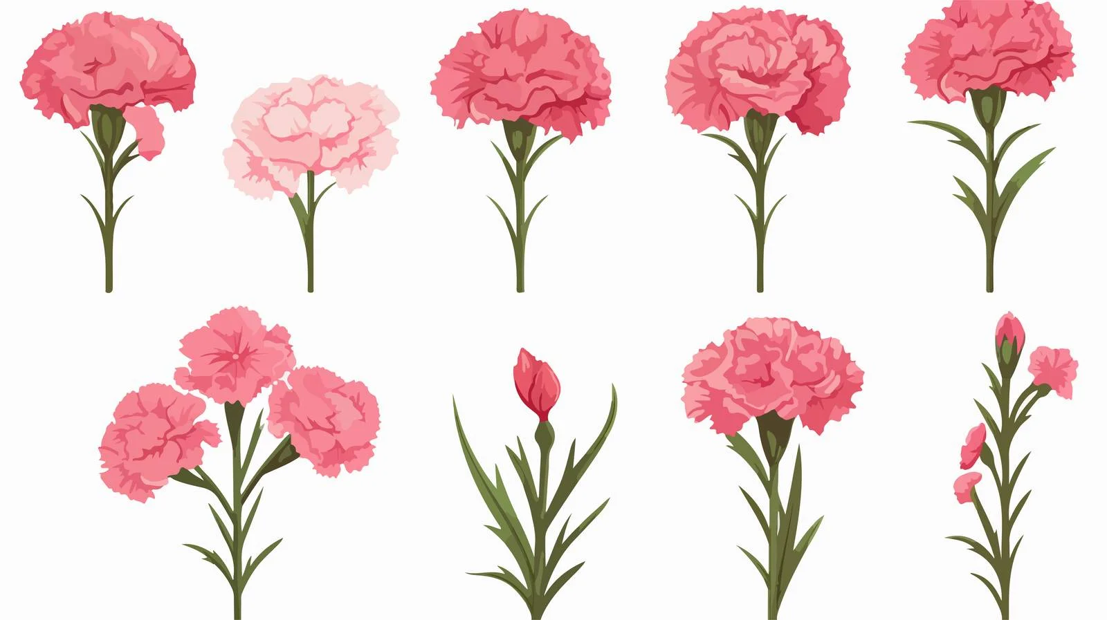 Carnation Flower Vector Collection Set — free download from Dotvec