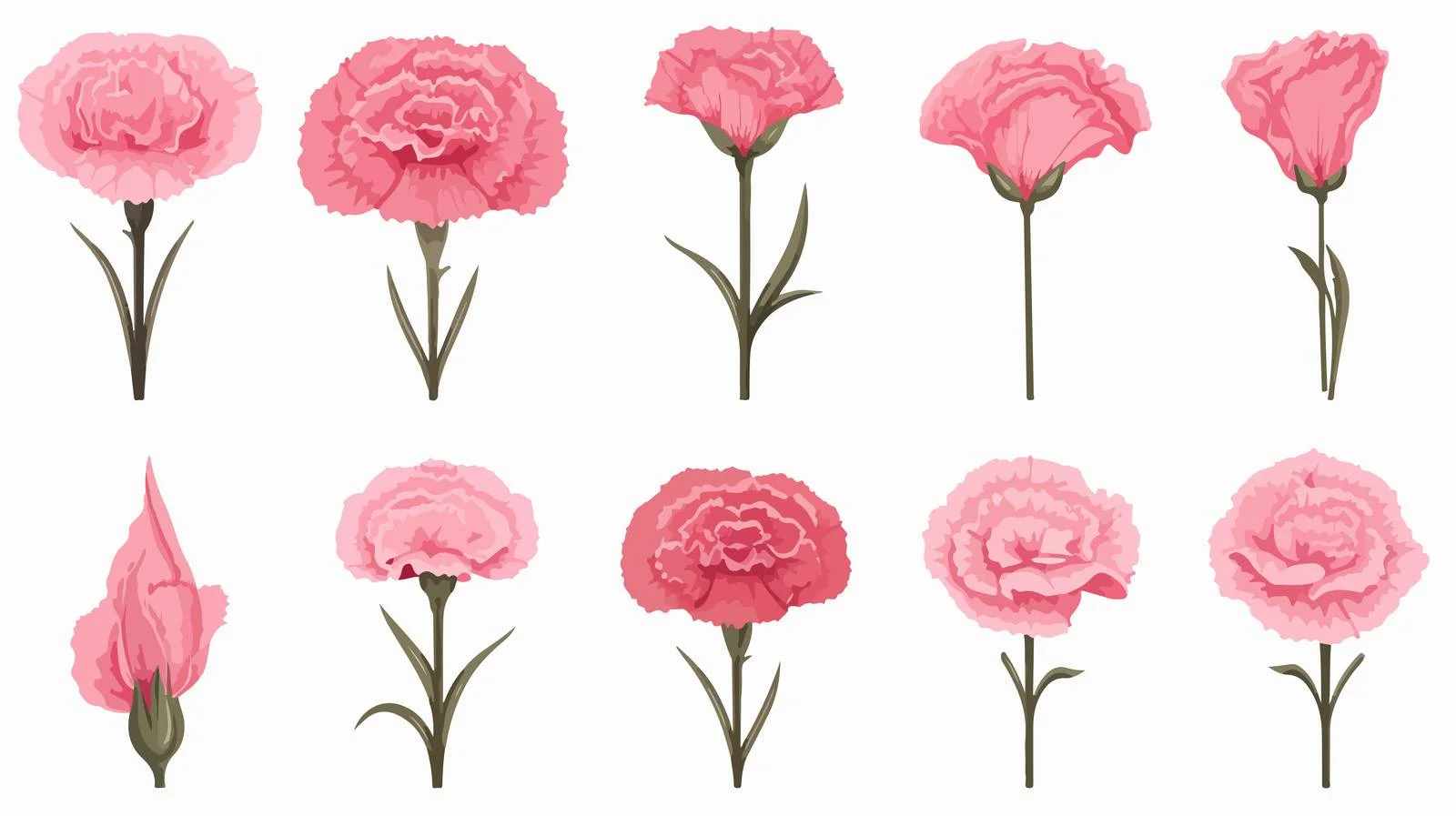 Exquisite Carnation Flower Vector Collection — free download from Dotvec