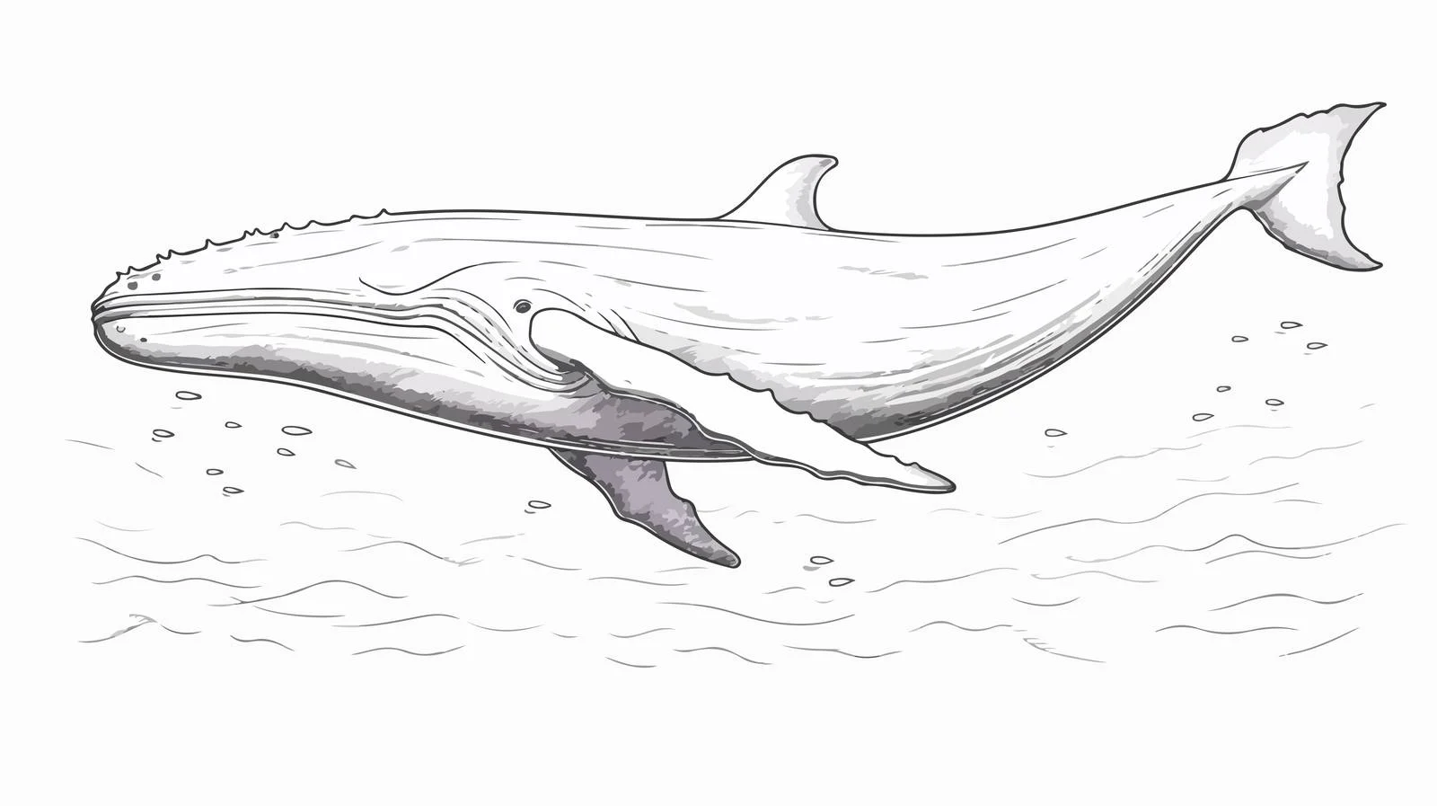 Whale Sketch Underwater World Vector Illustration — free download from Dotvec