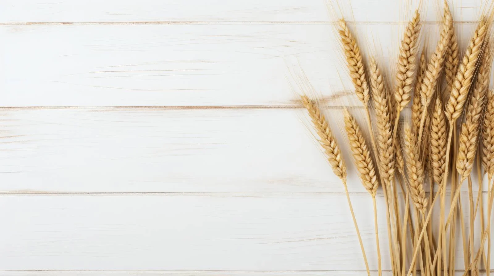 Rustic wheat ears on white background — free download from Dotvec