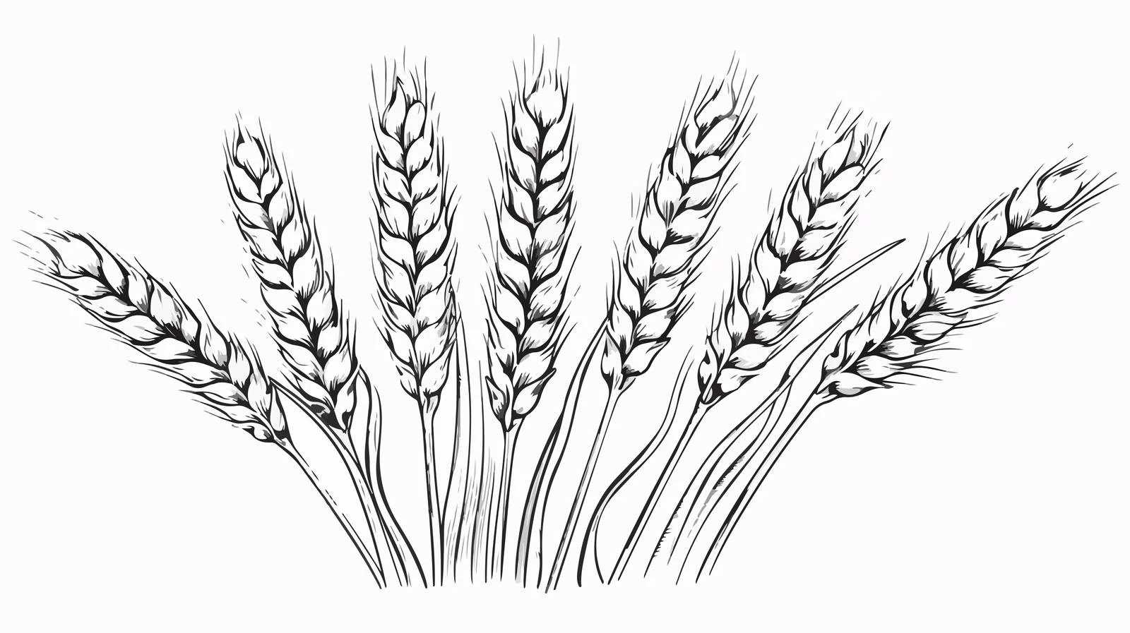 Hand-Drawn Wheat Ears Engraved Sketch — free download from Dotvec