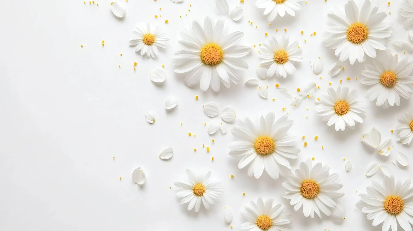 Elegant White Daisy Flowers on White — free download from Dotvec