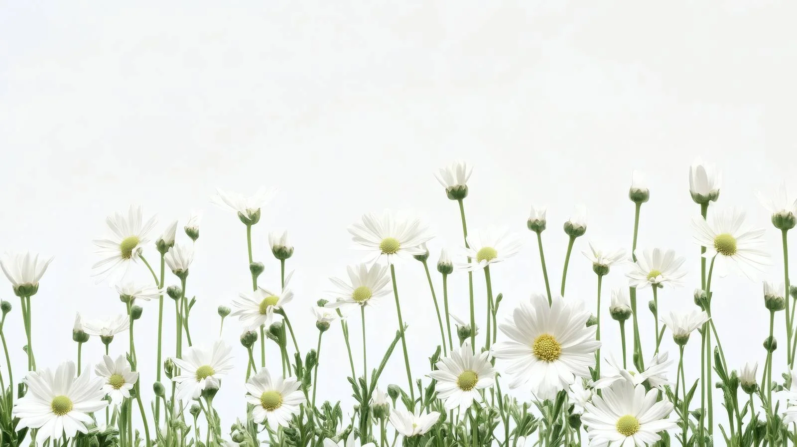 Elegant White Daisy Flowers on White — free download from Dotvec