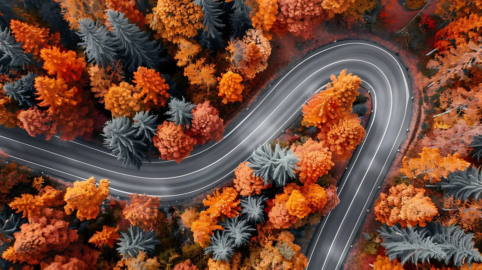 Autumn forest winding road aerial view — free download from Dotvec