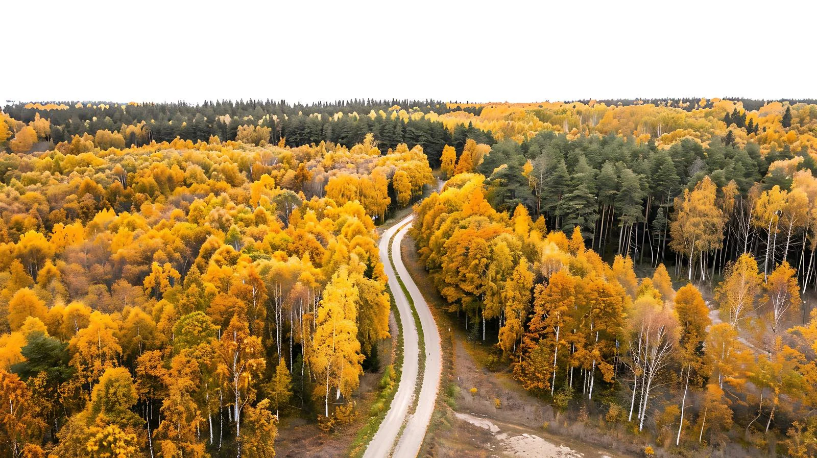 Autumnal road winding through forest - aerial perspective — free download from Dotvec