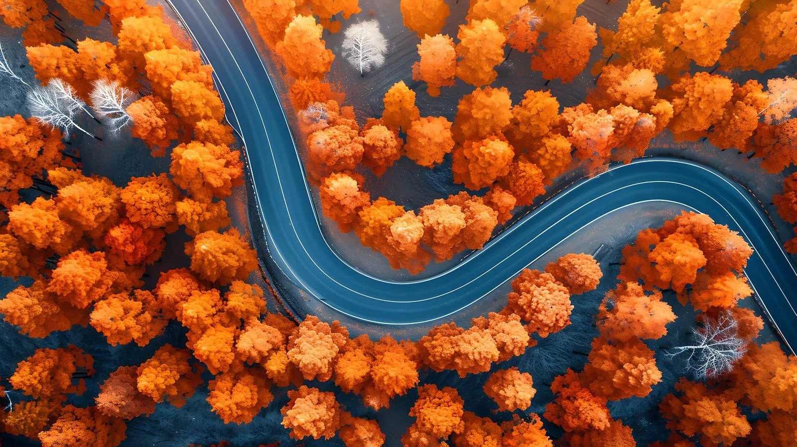 Autumn forest winding road aerial scenery — free download from Dotvec