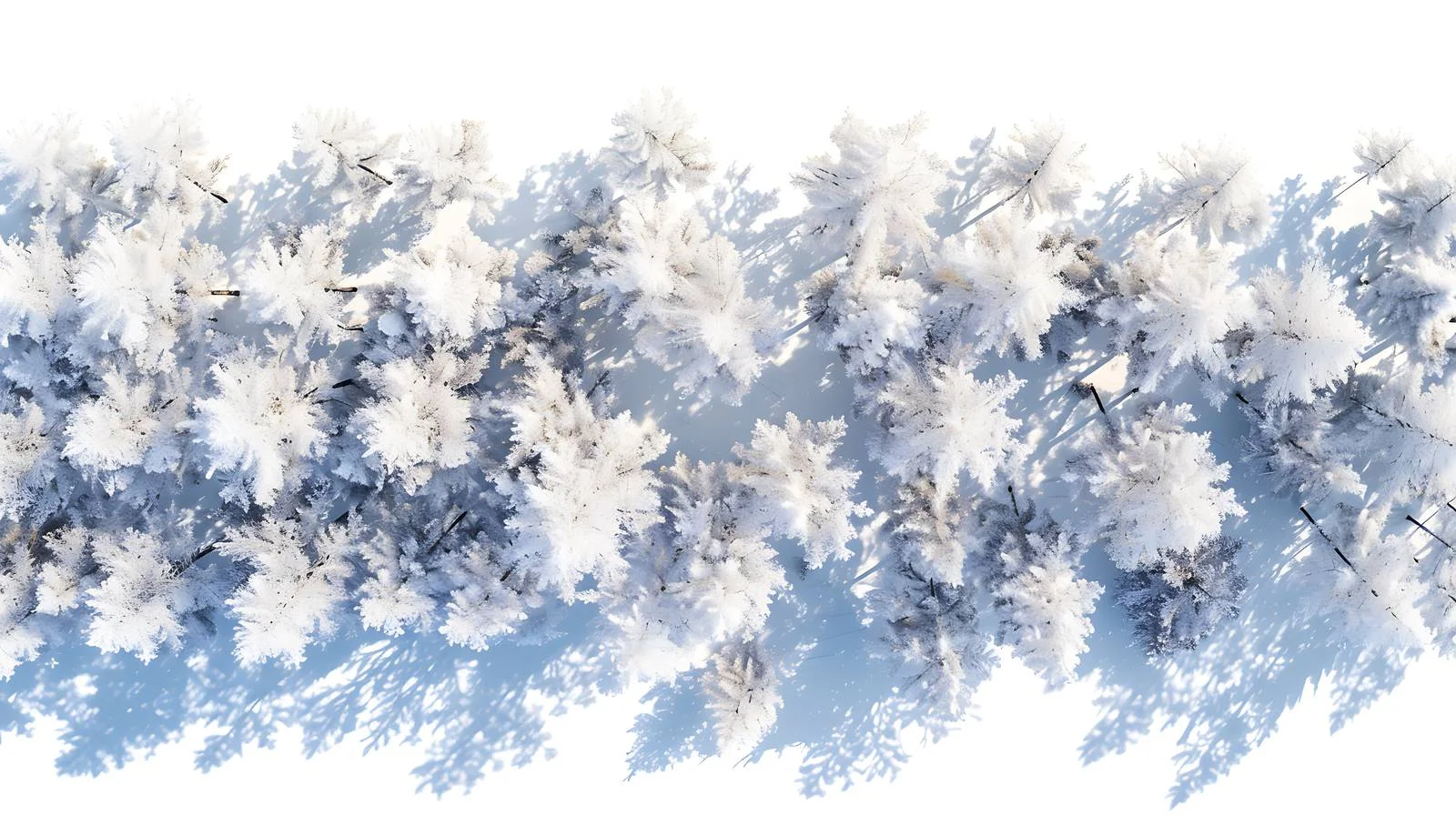 Snow-covered trees in serene winter scene — free download from Dotvec