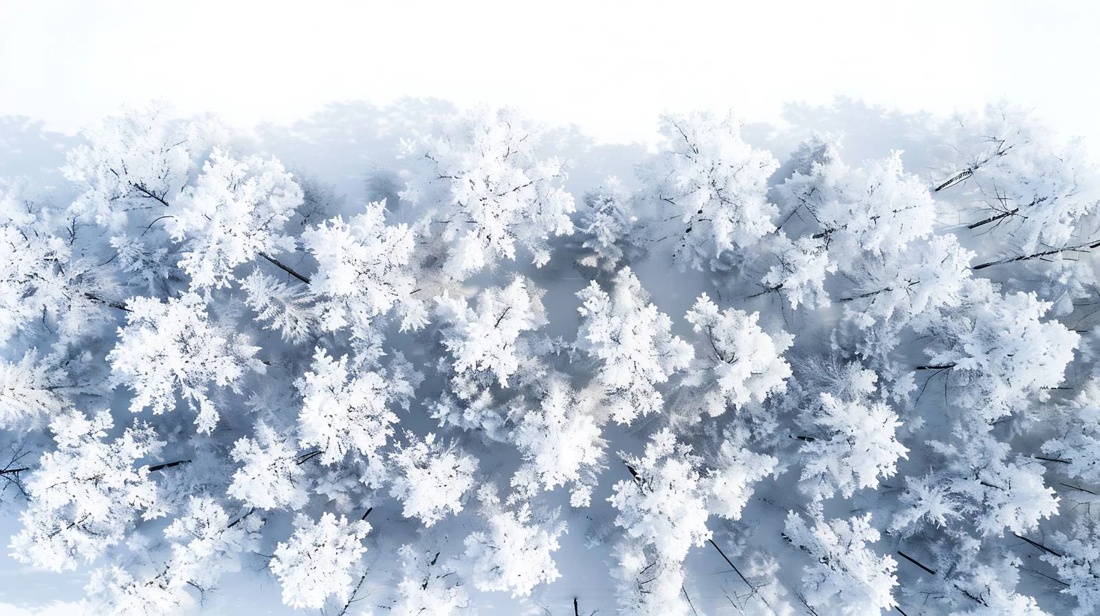 Hoarfrost Clad White Winter Forest Scene — free download from Dotvec