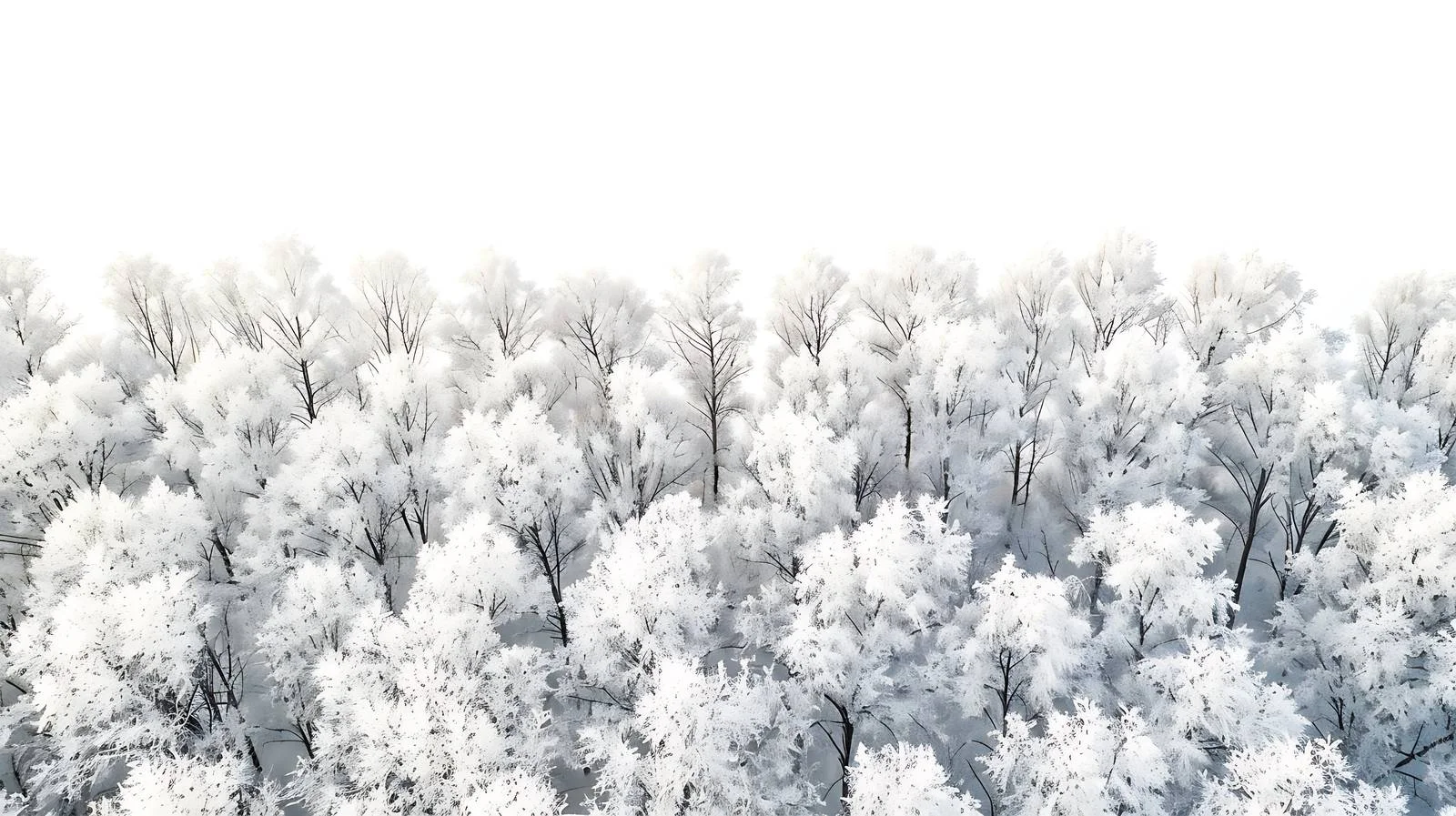 Frosty white trees in winter landscape — free download from Dotvec