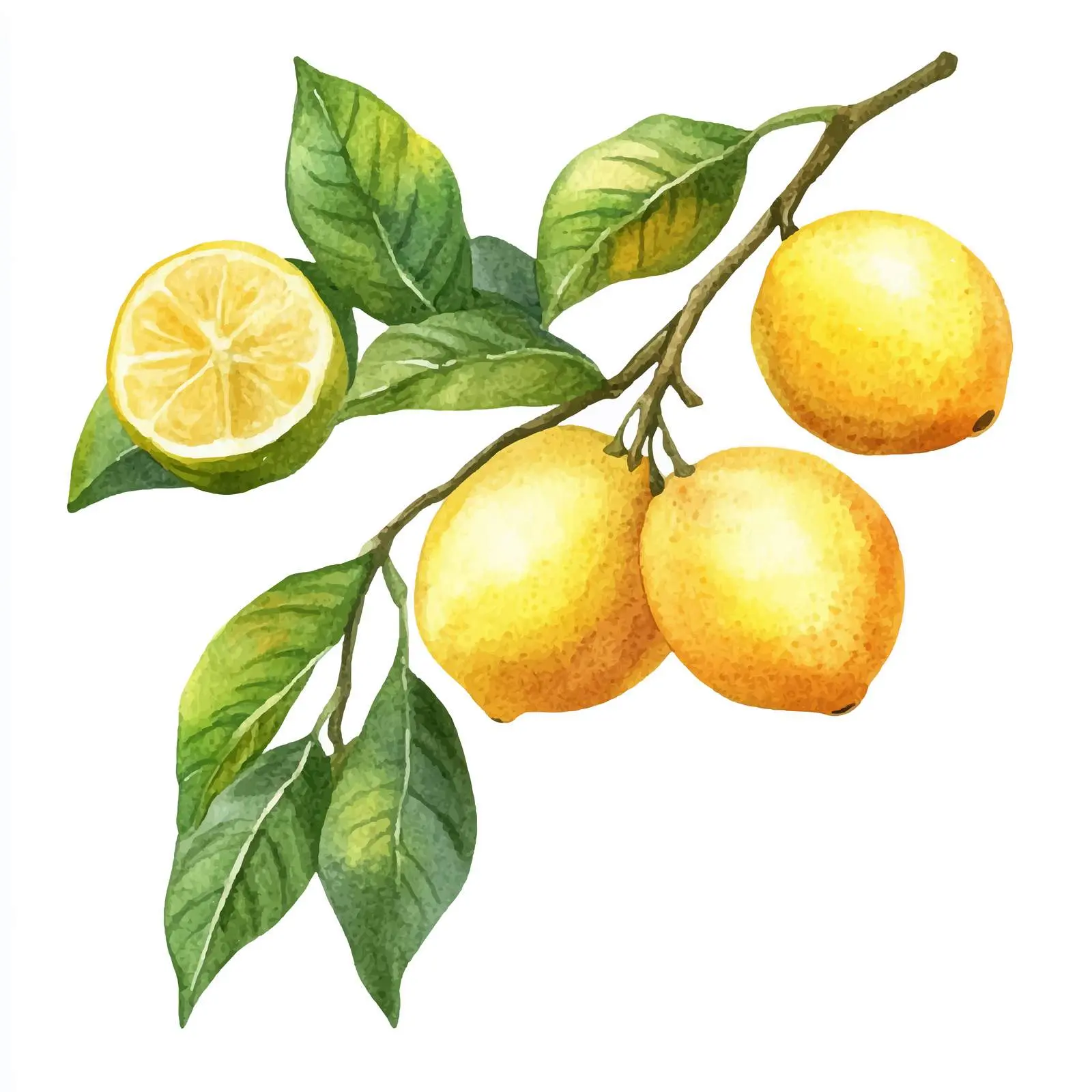 Watercolor Branch with Fruits and Lemon Leaves – free fruit branch image from Dotvec